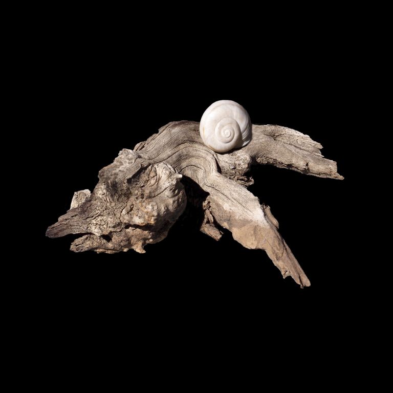 Intimate Conversations-The Desert Snail and Desert Wood